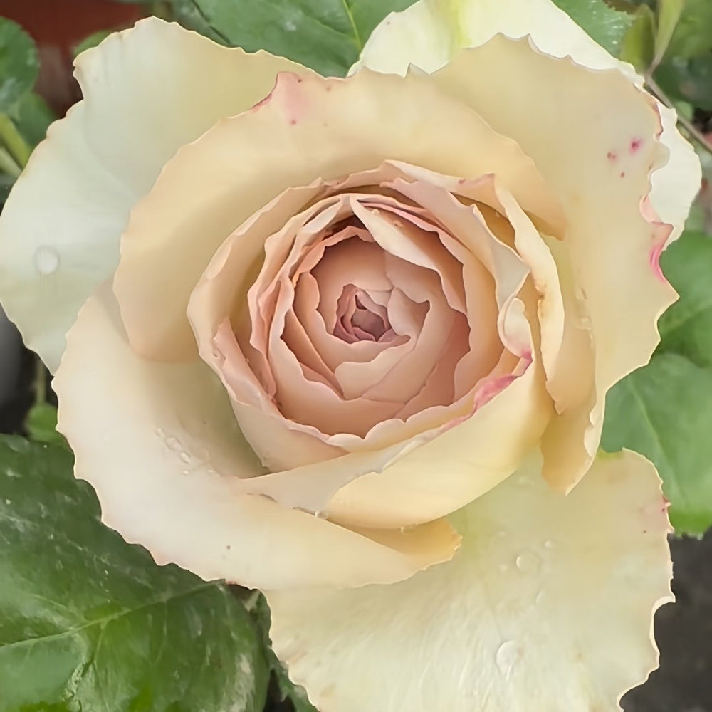 Beiley Rose Plant｜贝利 image 5