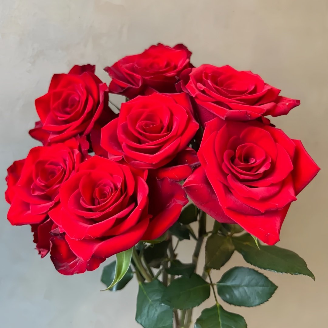Vulcan Rose Plant｜火神 image 7