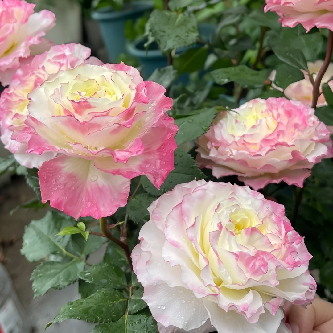 Chuzhuang Rose Plant|‌初妆 image 6