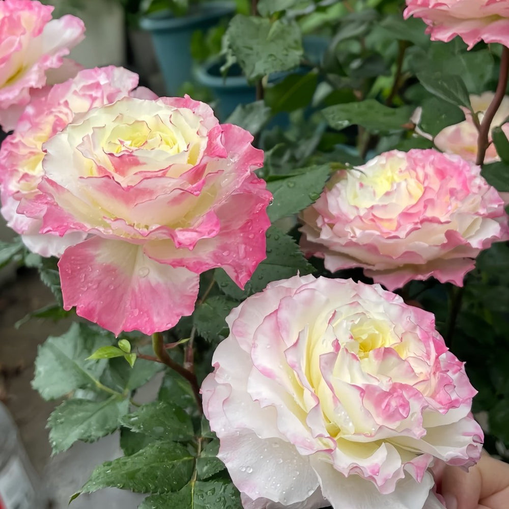 Chuzhuang Rose Plant|‌初妆 image 6