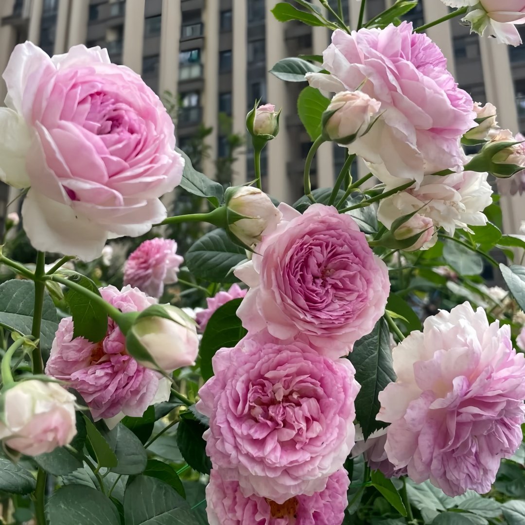 Vesalius Rose Plant｜维萨里 image 7