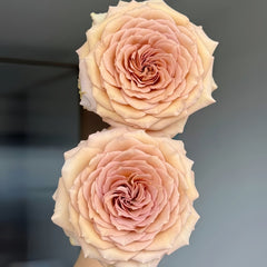 Beiley Rose Plant｜贝利 image 2