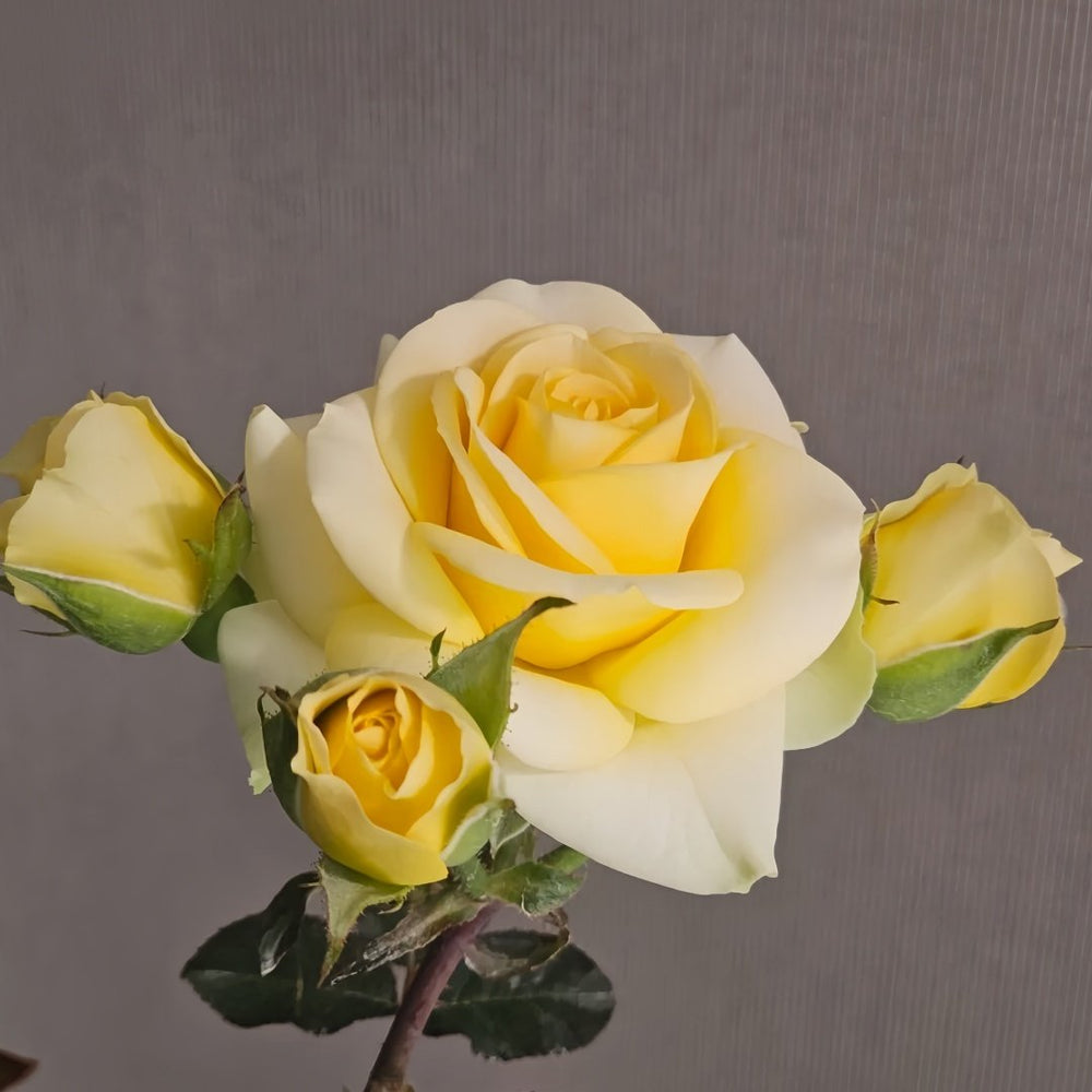 Avocado Rose Plant｜牛油果 image 1
