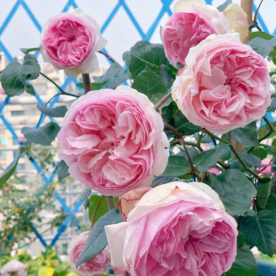 Yves Otome heart Rose Plant|伊芙乙女心 image 6