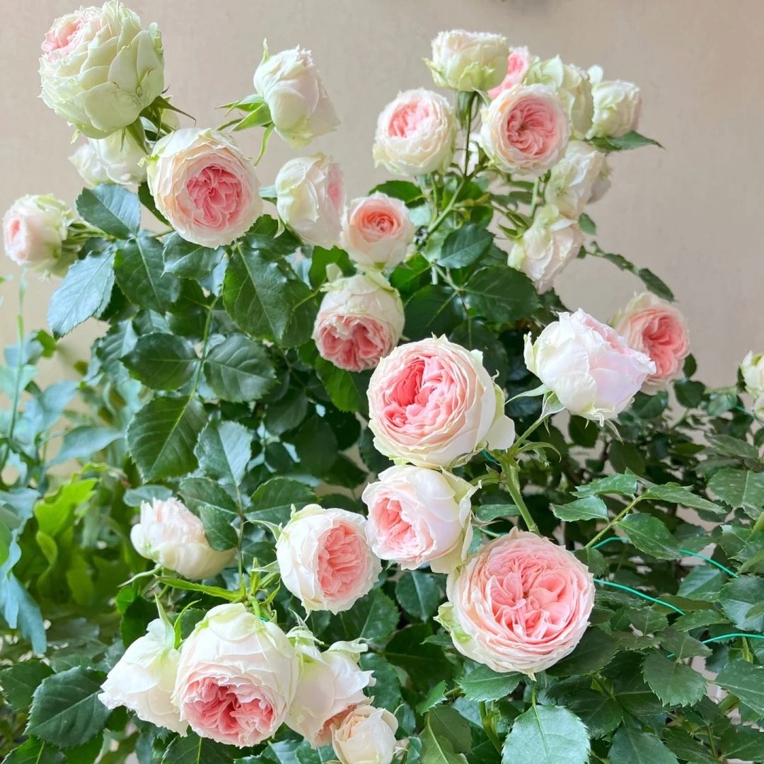 Pompom Verand Rose Plant｜门廊绒球 image 6