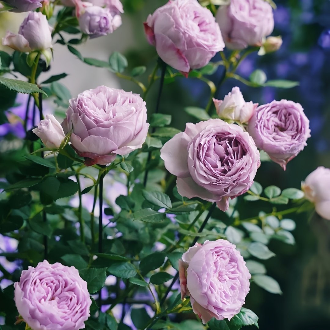 Lapis Lazuli Rose Plant｜青金石 image 8