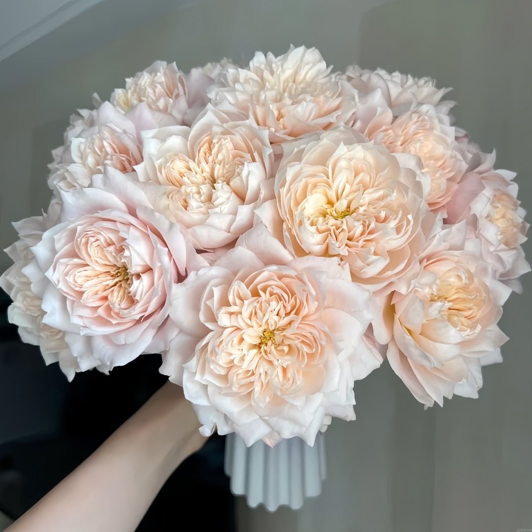 Solahana Rose Plant|天空 image 9