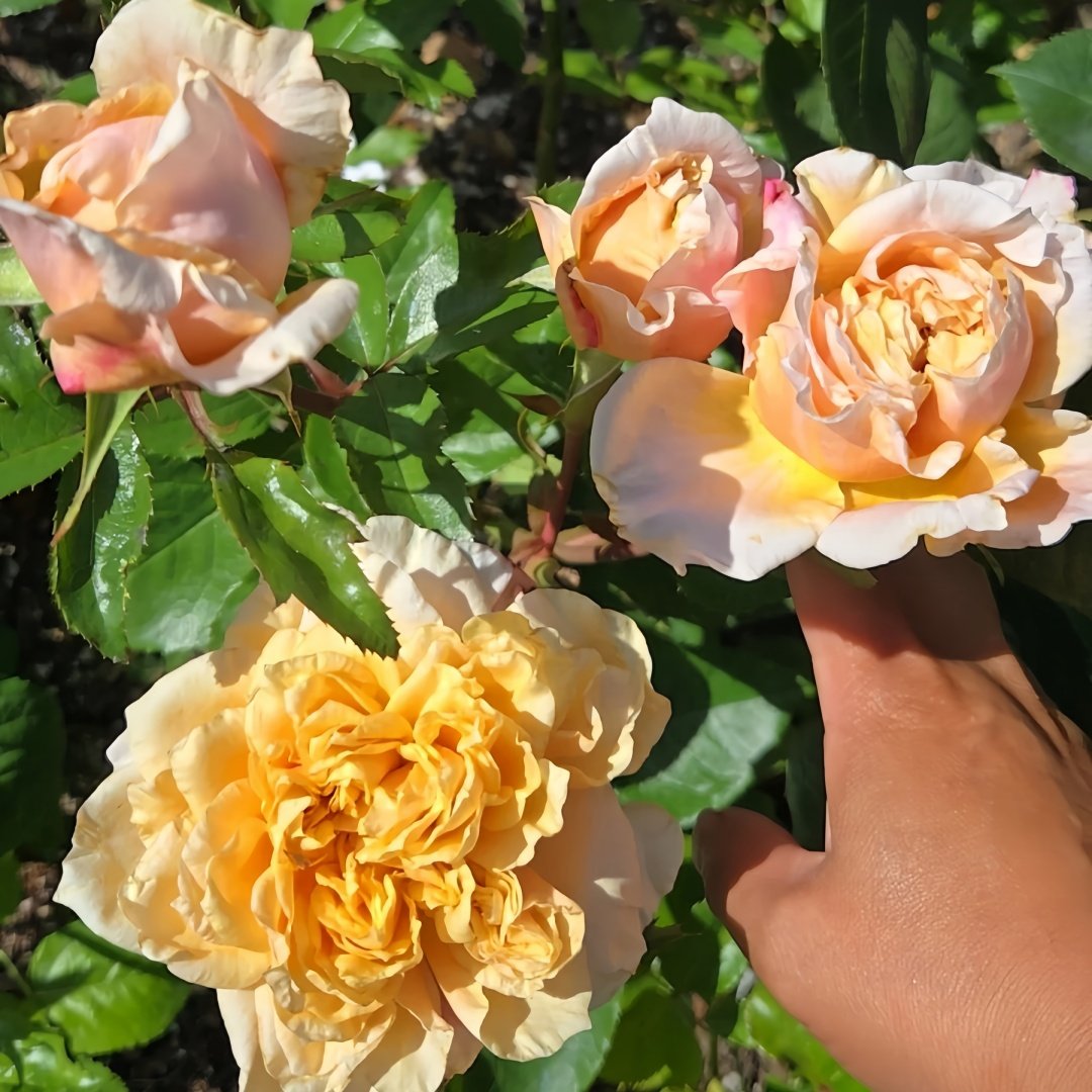 Miyabi Brown Rose Plant｜棕雅 image 8