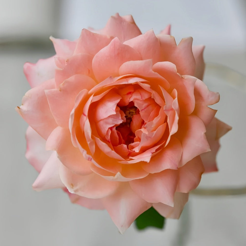 Chance Pom Rose | 苹果运气 image 4