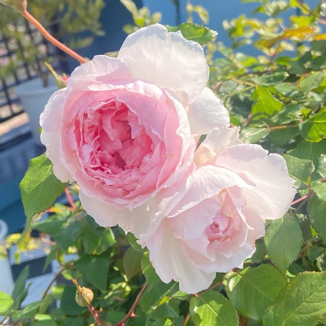 The Wedgwood Rose Plant|威基伍德/粉伍德 image 4