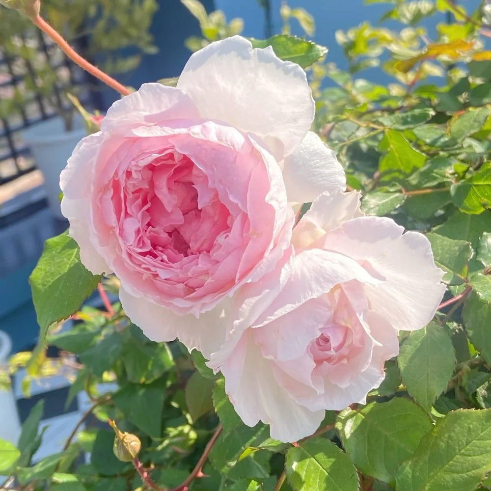 The Wedgwood Rose Plant|威基伍德/粉伍德 image 4