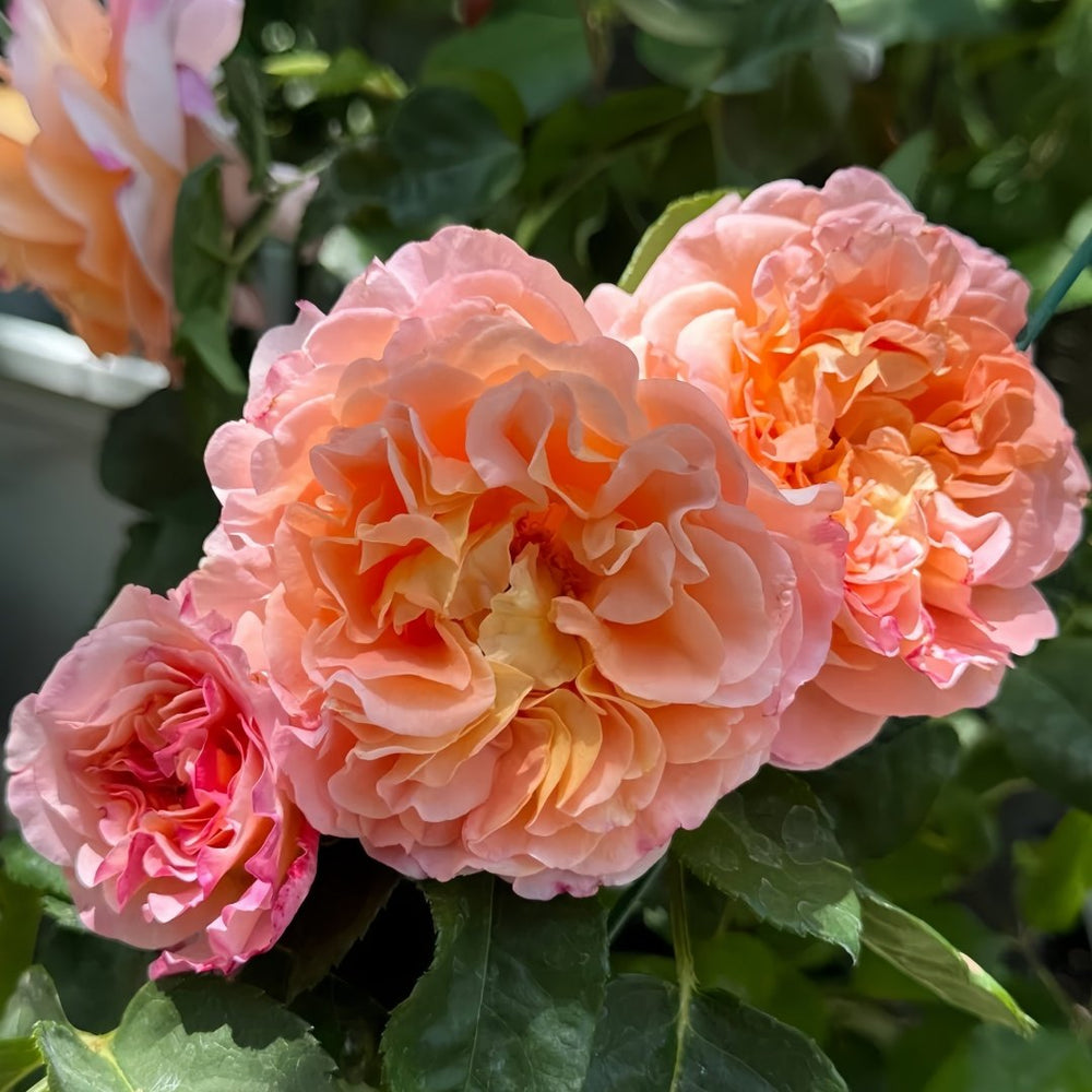 Augusta Luise Rose Plant| 奥古斯塔路易斯 image 5