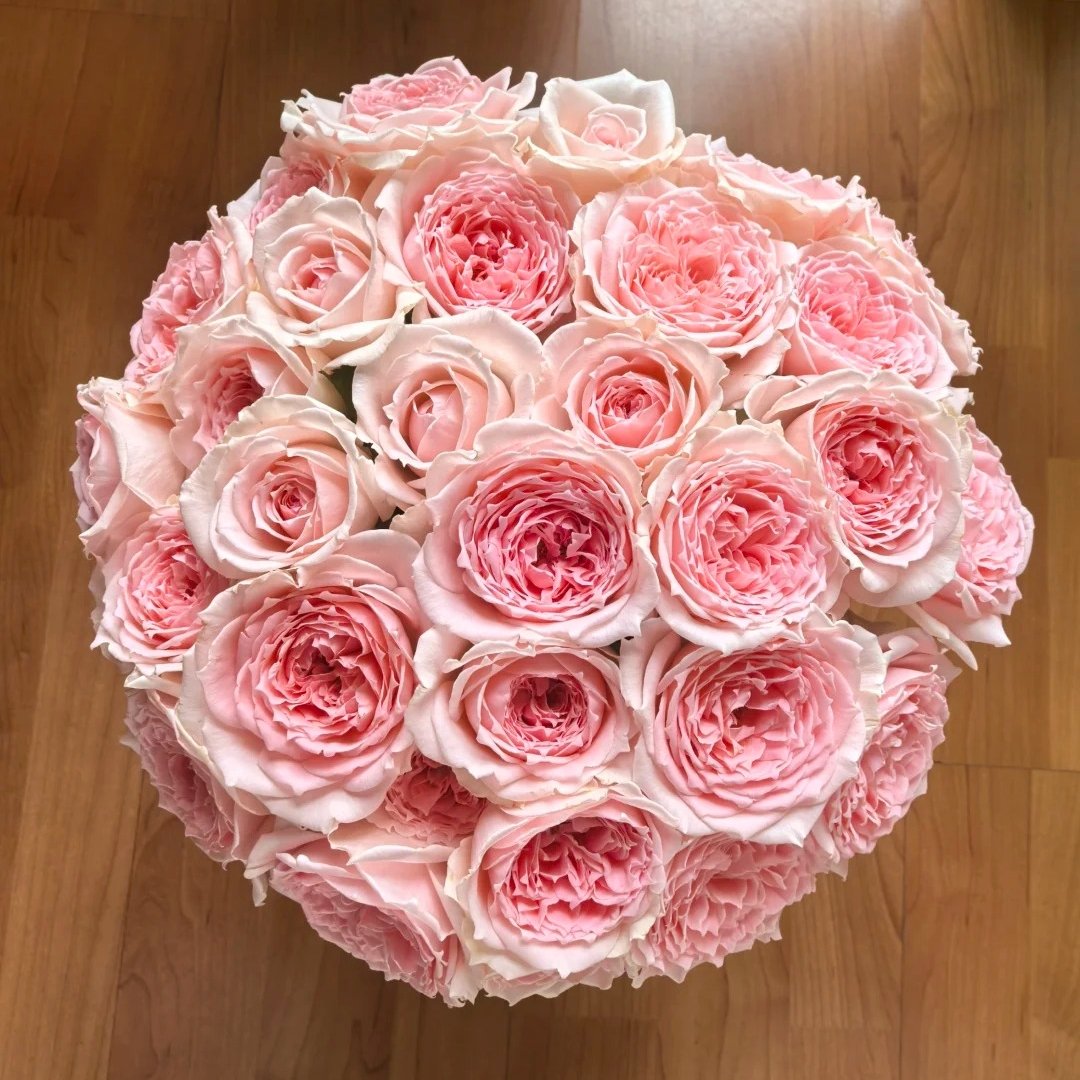 Princess Hitomi Rose Plant｜仁美公主 image 10