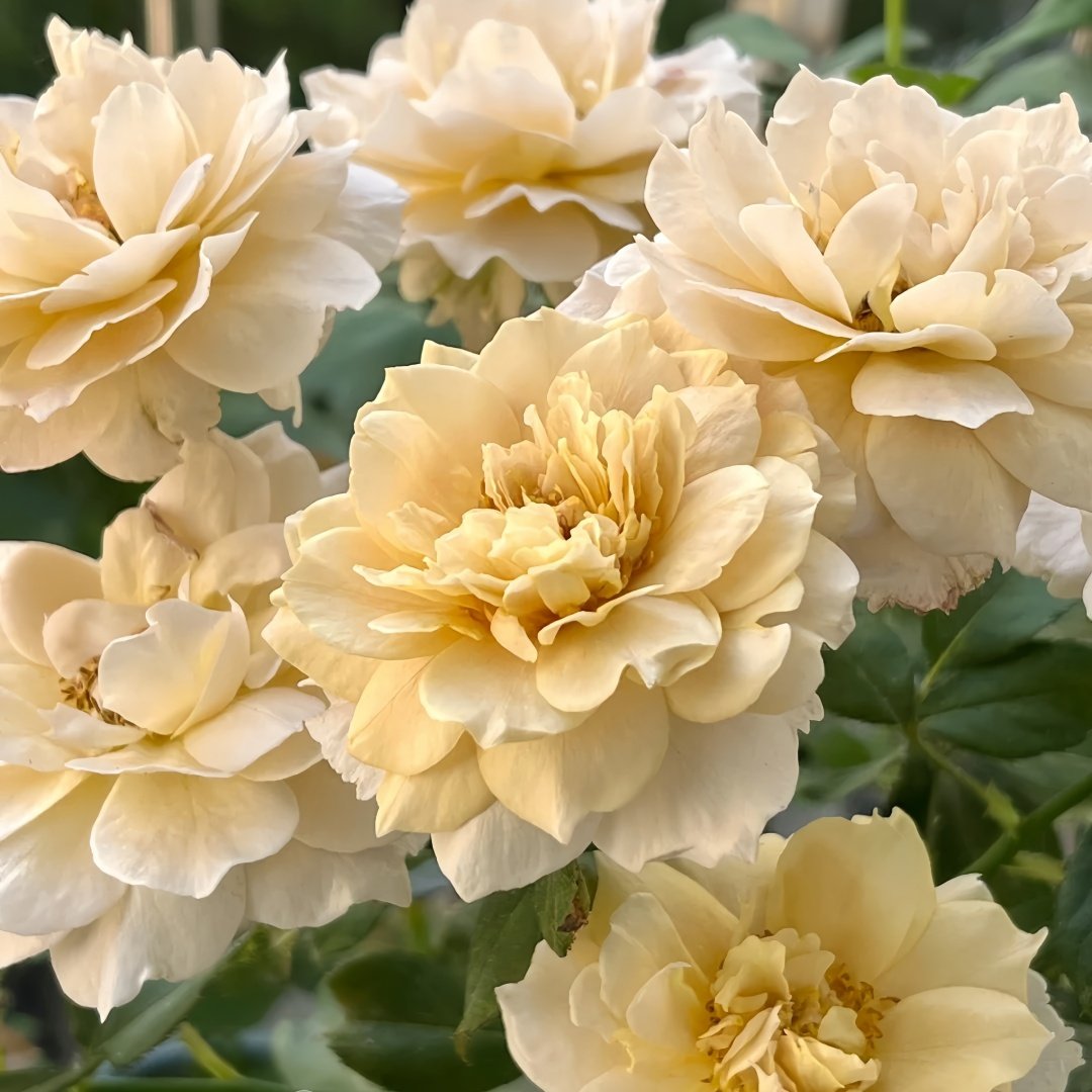 Suo Qingqiu Rose Plant｜锁清秋 image 9
