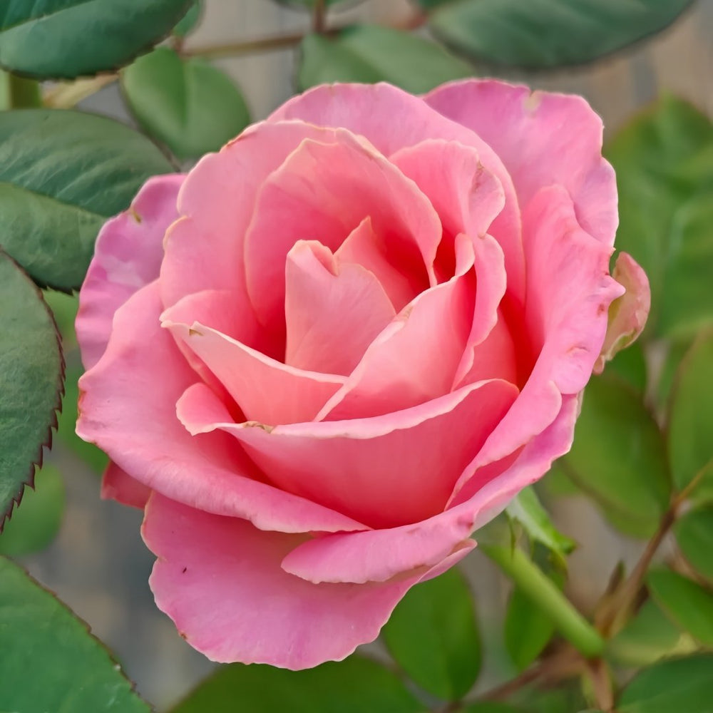 Hemosa Rose Plant ｜赫莫萨 image 2