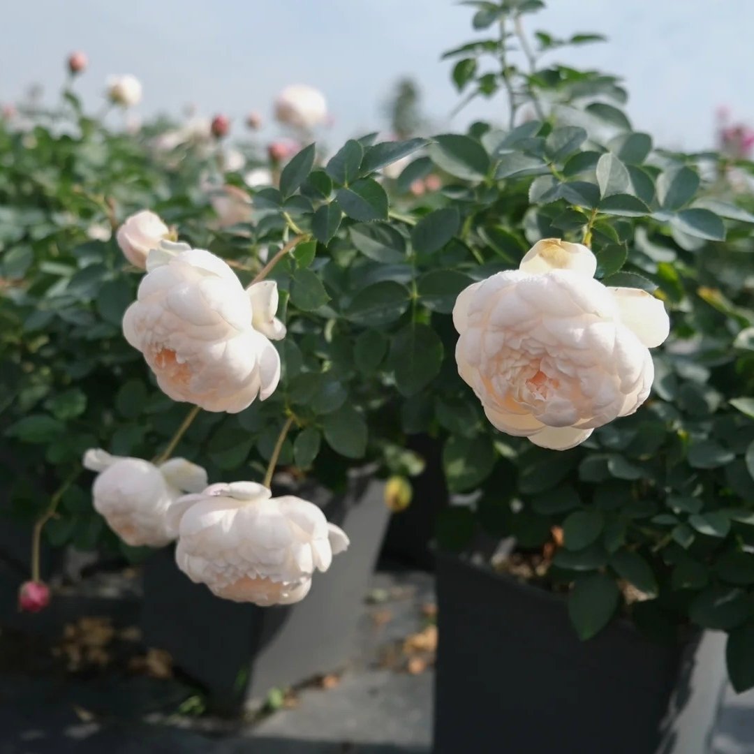 Lapin Rose Plant|小兔子 image 4