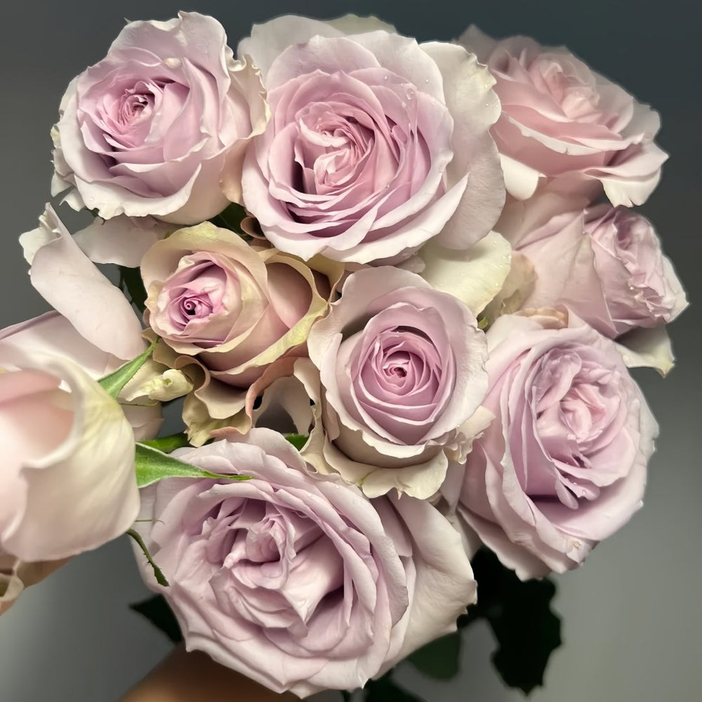 Cosset Rose Plant｜柯赛特 image 9
