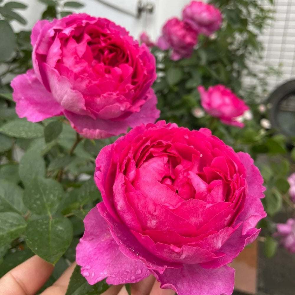 Rouge de Parfum Rose Plant｜伊芙胭脂香水 image 1