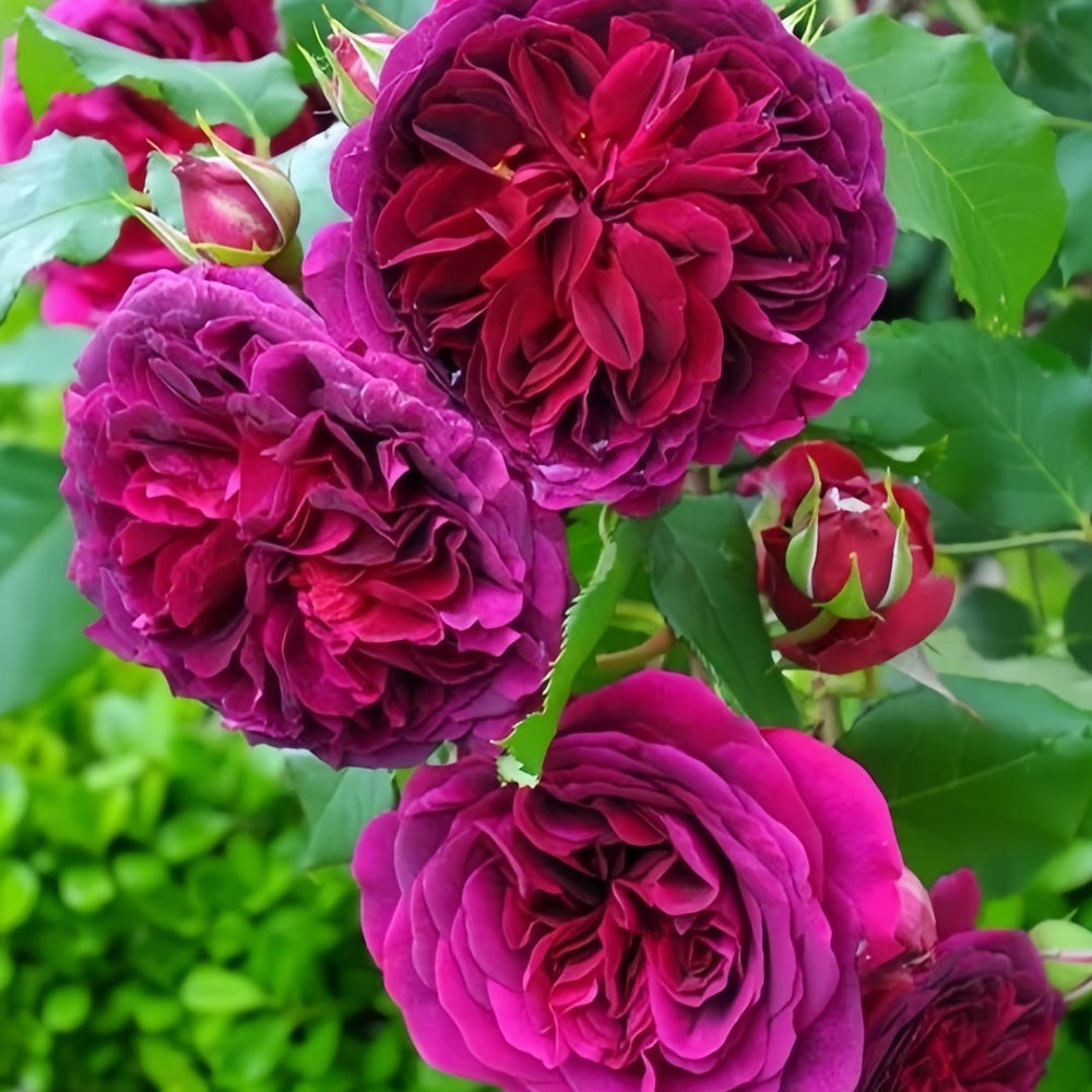 Munstead Wood Rose Plant｜曼斯特德伍德 image 7