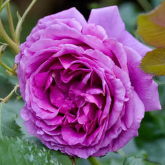 Thelma Rose Plant|塞尔玛 image 2