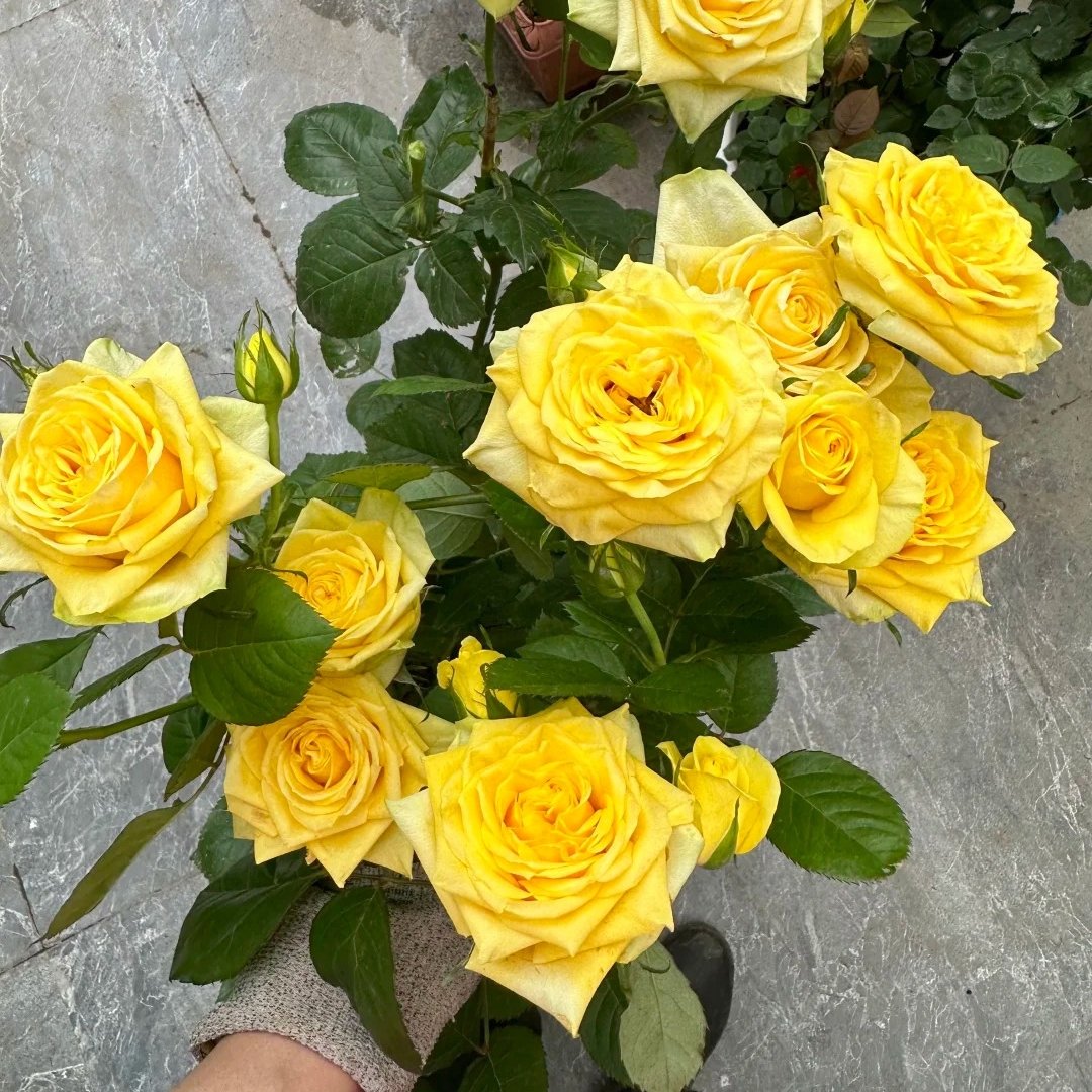 Moonwalk Rose Plant｜月光漫步 image 5