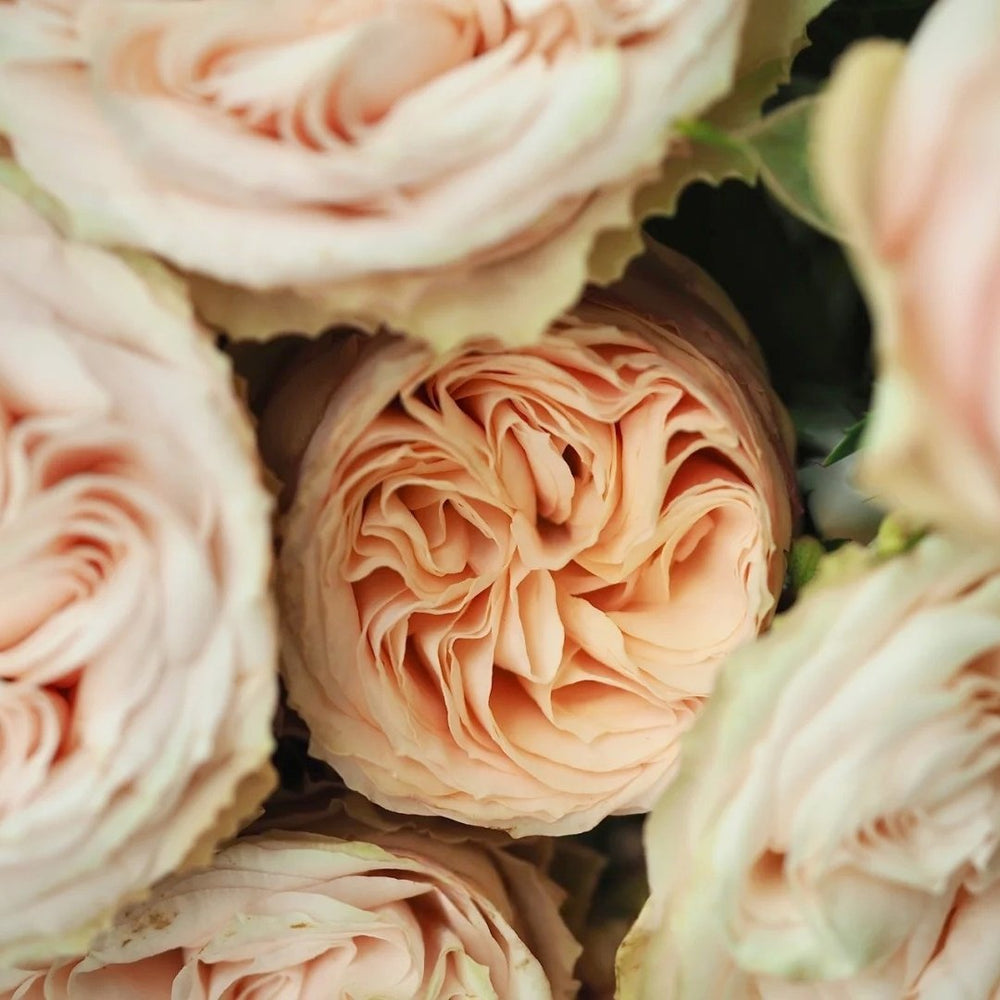 Gentle Trendsetter Rose Plant | 温柔宝藏 image 9