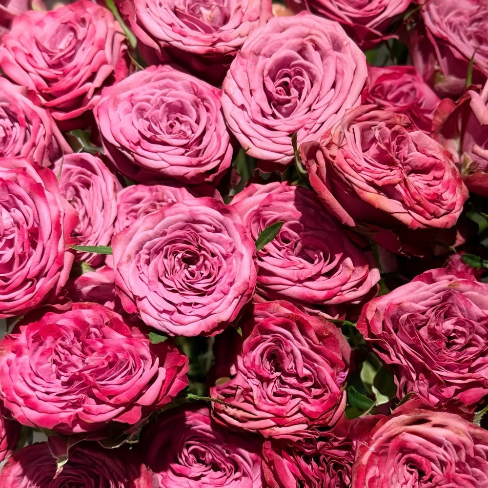 Purple Queen Rose Plant|紫色皇后 image 0