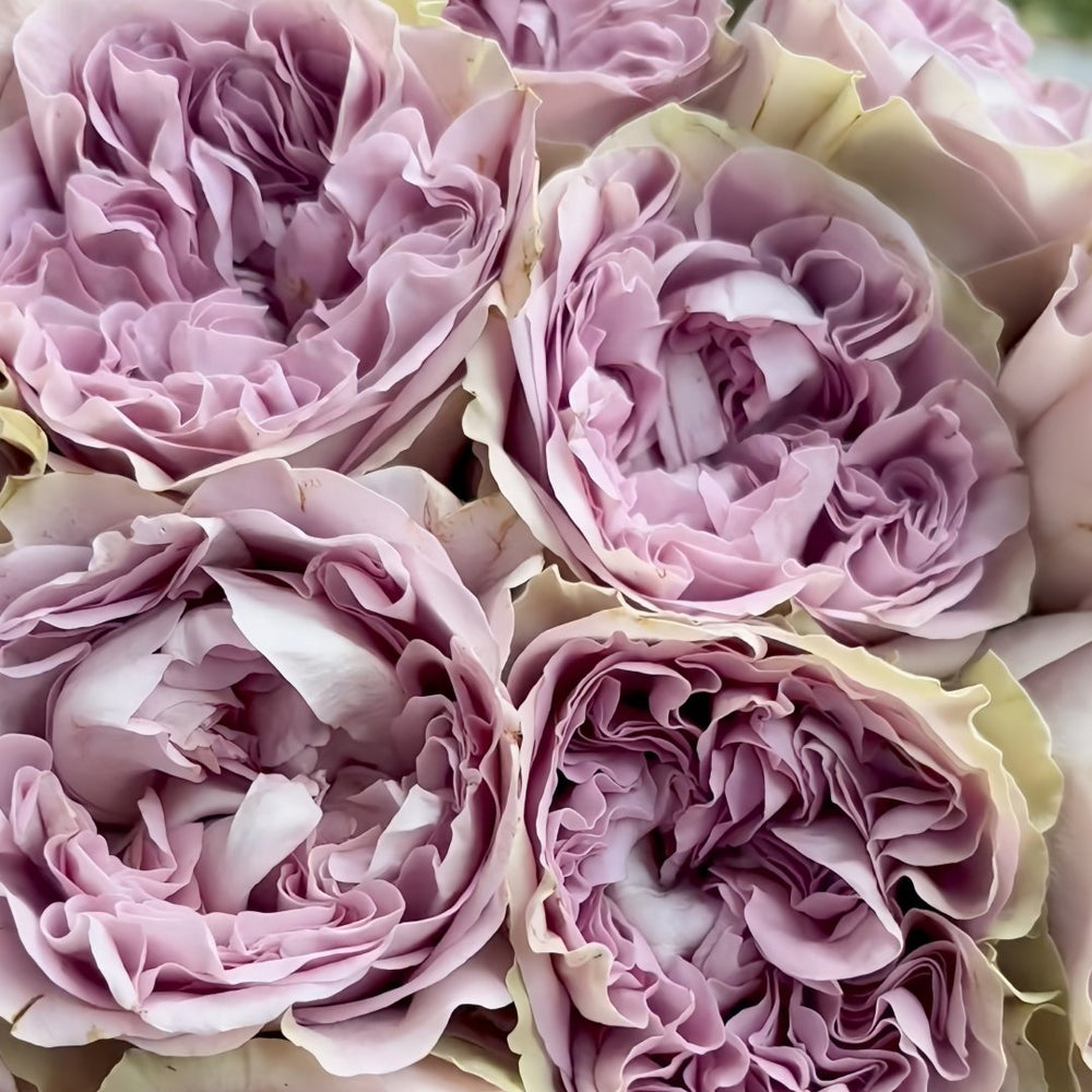 Villa Lila Rose Plant|莉拉别墅 image 7