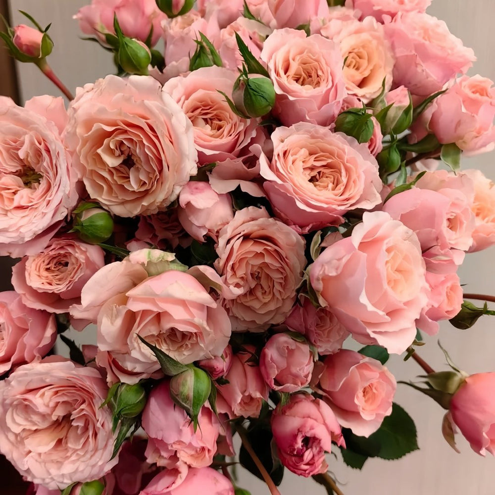 Lirica Rose Plant|丽丽卡 image 8