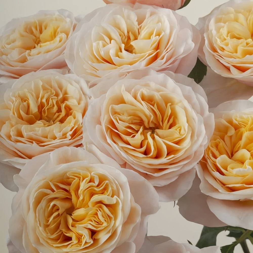 King's Cross Rose Plant｜国王十字架 image 9