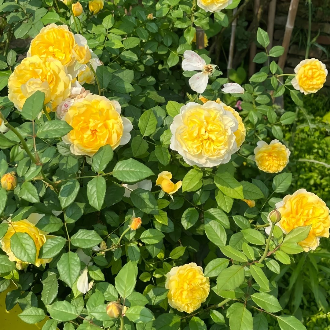 The Poet's Wife Rose Plant | 诗人的妻子 image 6