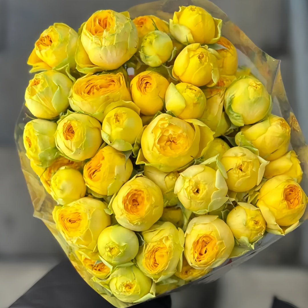 Sunny Trendsetter Rose Plant｜阳光潮流 image 5