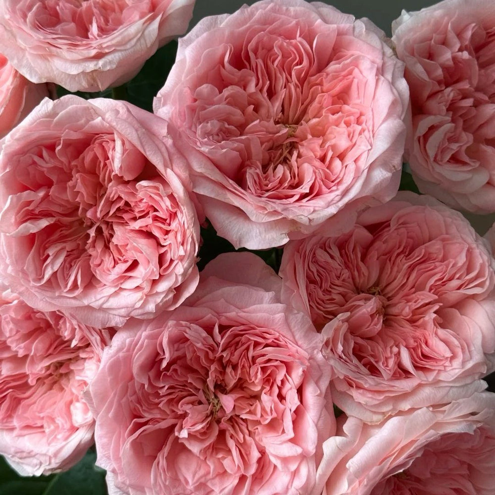 Mayfield Rose Plant|梅菲尔德 image 1