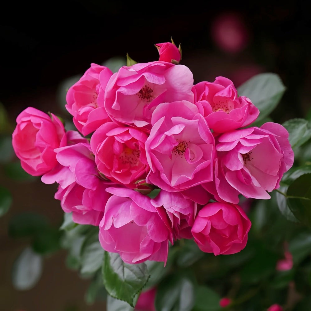 Angela Rose Plant｜安吉拉 image 0