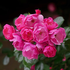 Angela Rose Plant｜安吉拉 image 0