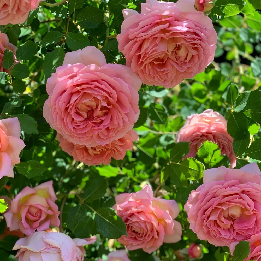 Jubilee Celebration Rose Plant｜银禧庆典 image 6