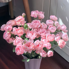 Midnight Seven Star Rose Plant｜午夜七星 image 2
