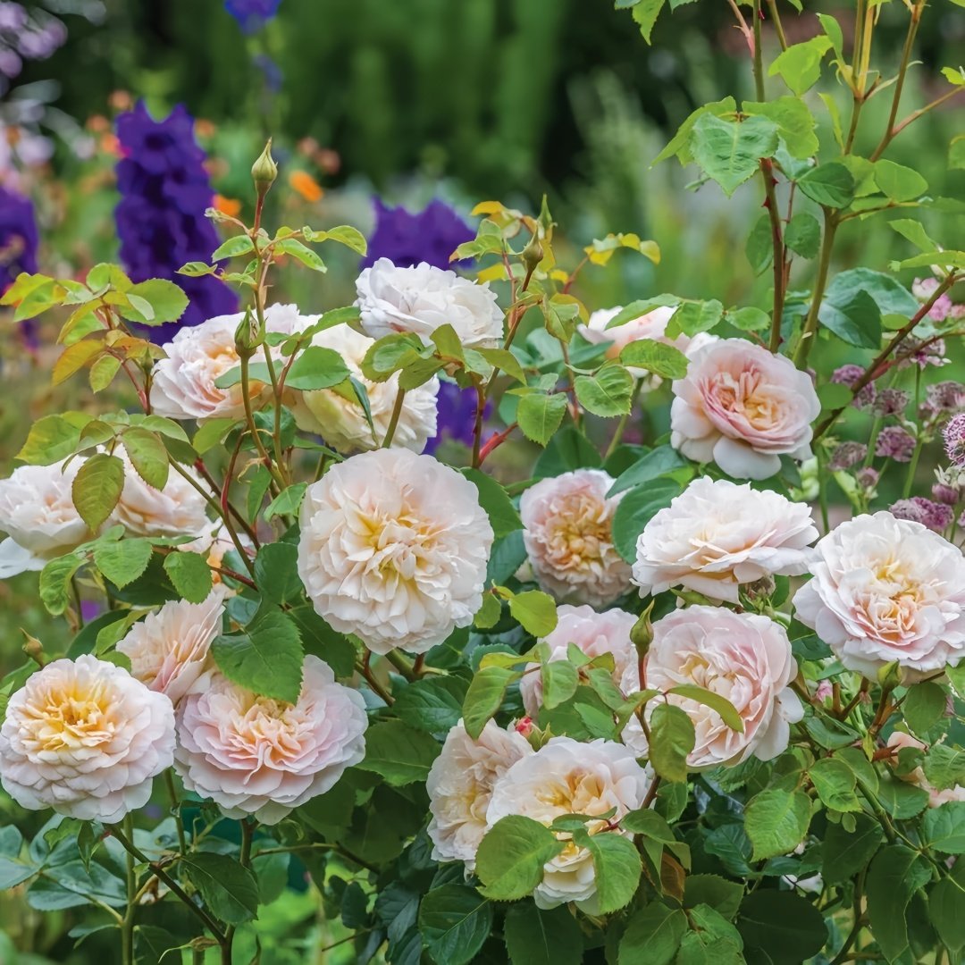 Emily Brontë Rose Plant｜艾米莉·勃朗特 image 5