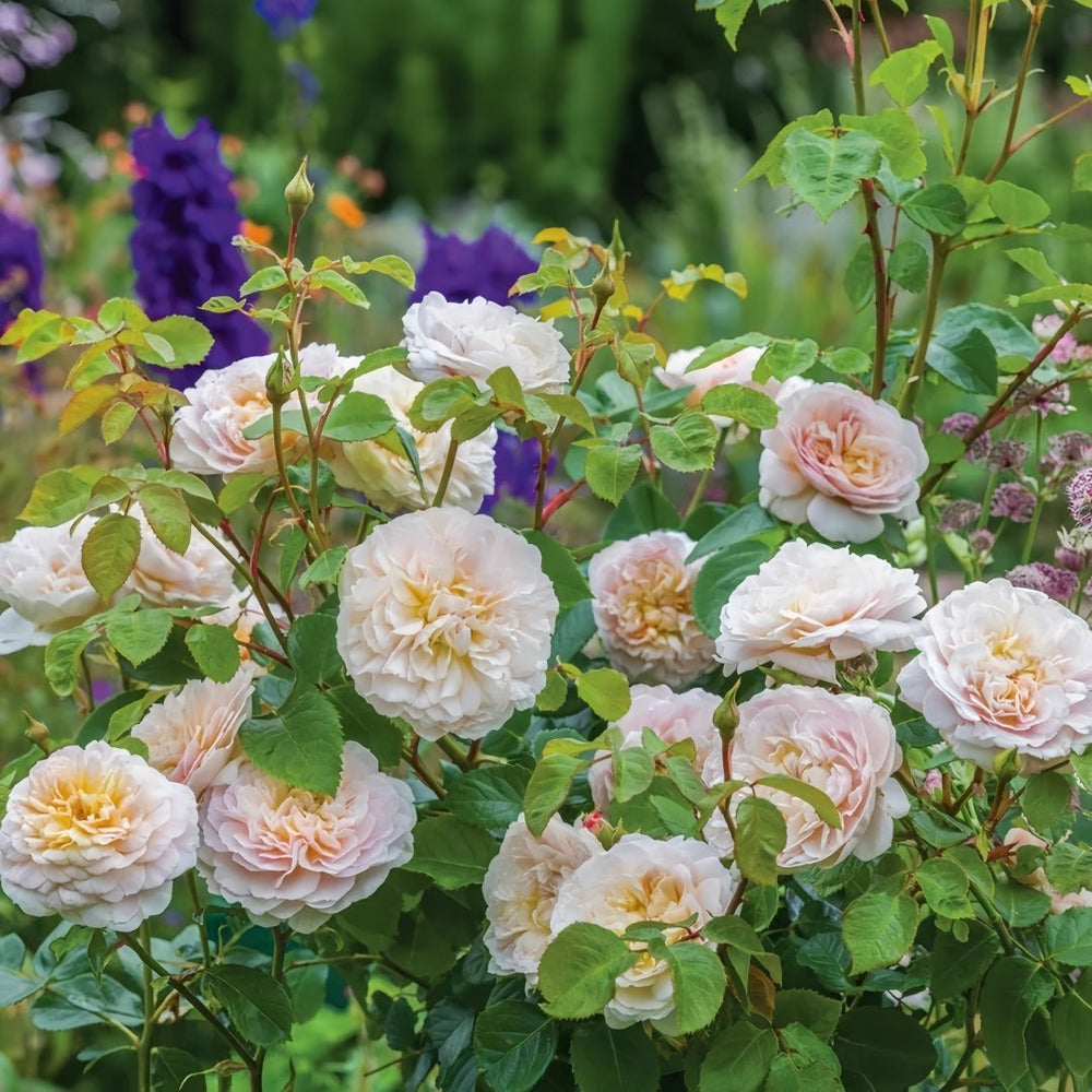 Emily Brontë Rose Plant｜艾米莉·勃朗特 image 5