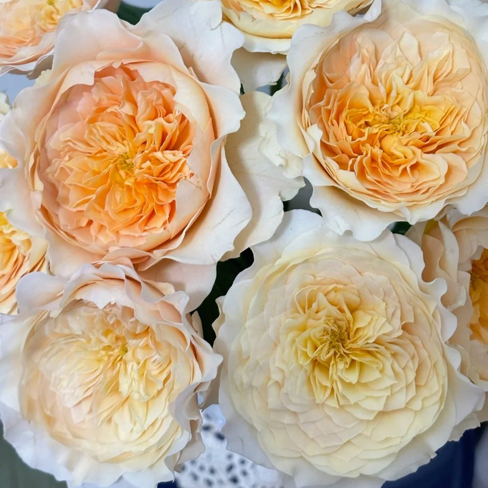 Effie Rose Plant｜艾菲玫瑰 image 2