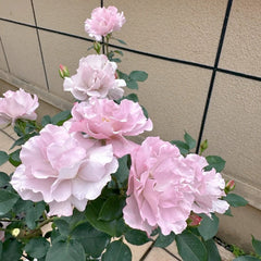 Couture Rose Tilia Rose Plant | 玫瑰时装 image 1