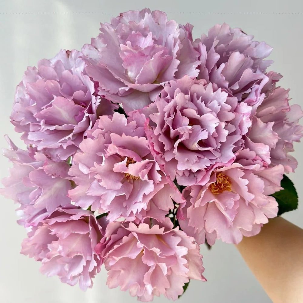 Couture Rose Tilia Rose Plant | 玫瑰时装 image 6
