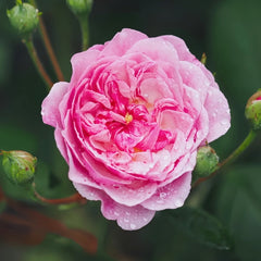 Romantic Siluetta Rose Plant|浪漫剪影 image 0