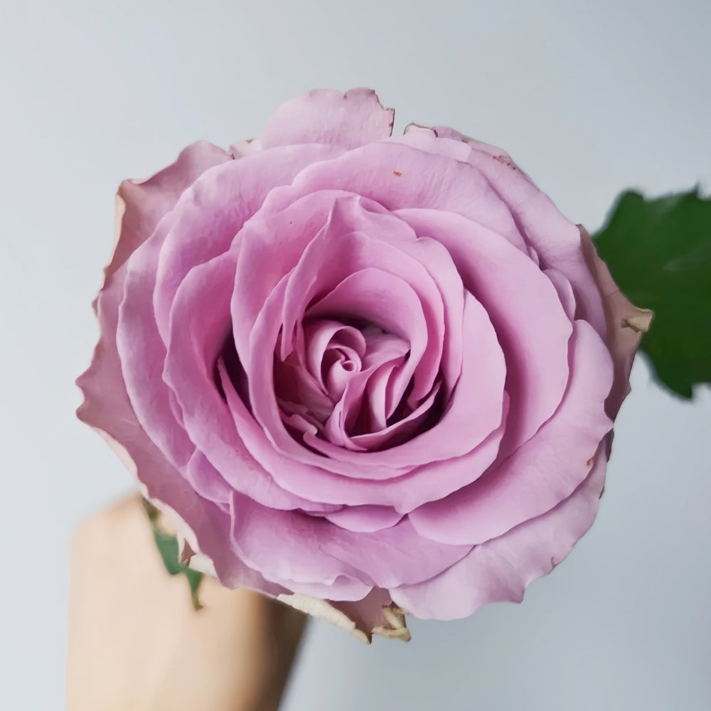 Grey Knights Rose Plant｜灰骑士 image 0