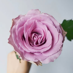 Grey Knights Rose Plant｜灰骑士 image 0