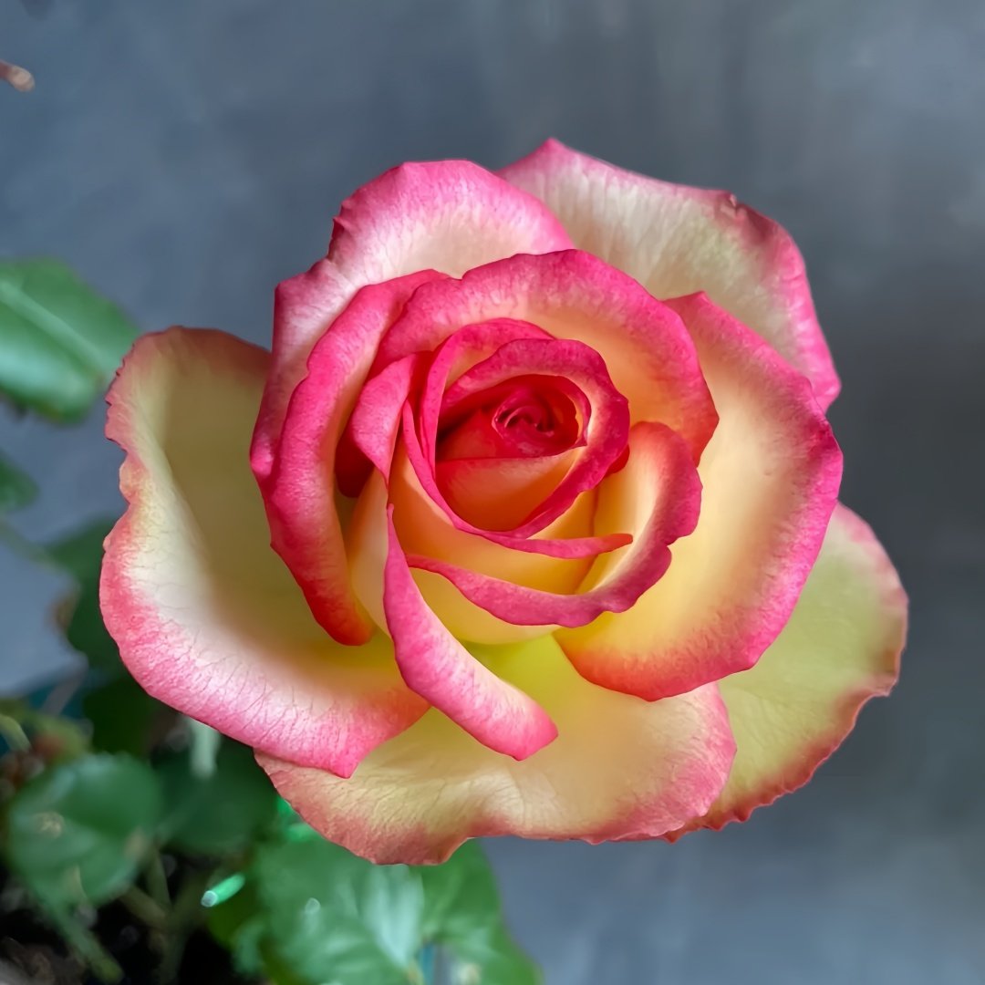 Monroe/Colour Shell Rose Plant｜梦露/彩色贝壳 image 5