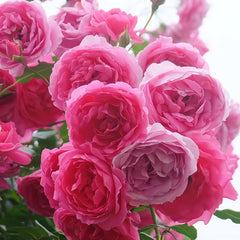 Parade Rose Plant｜大游行 image 2