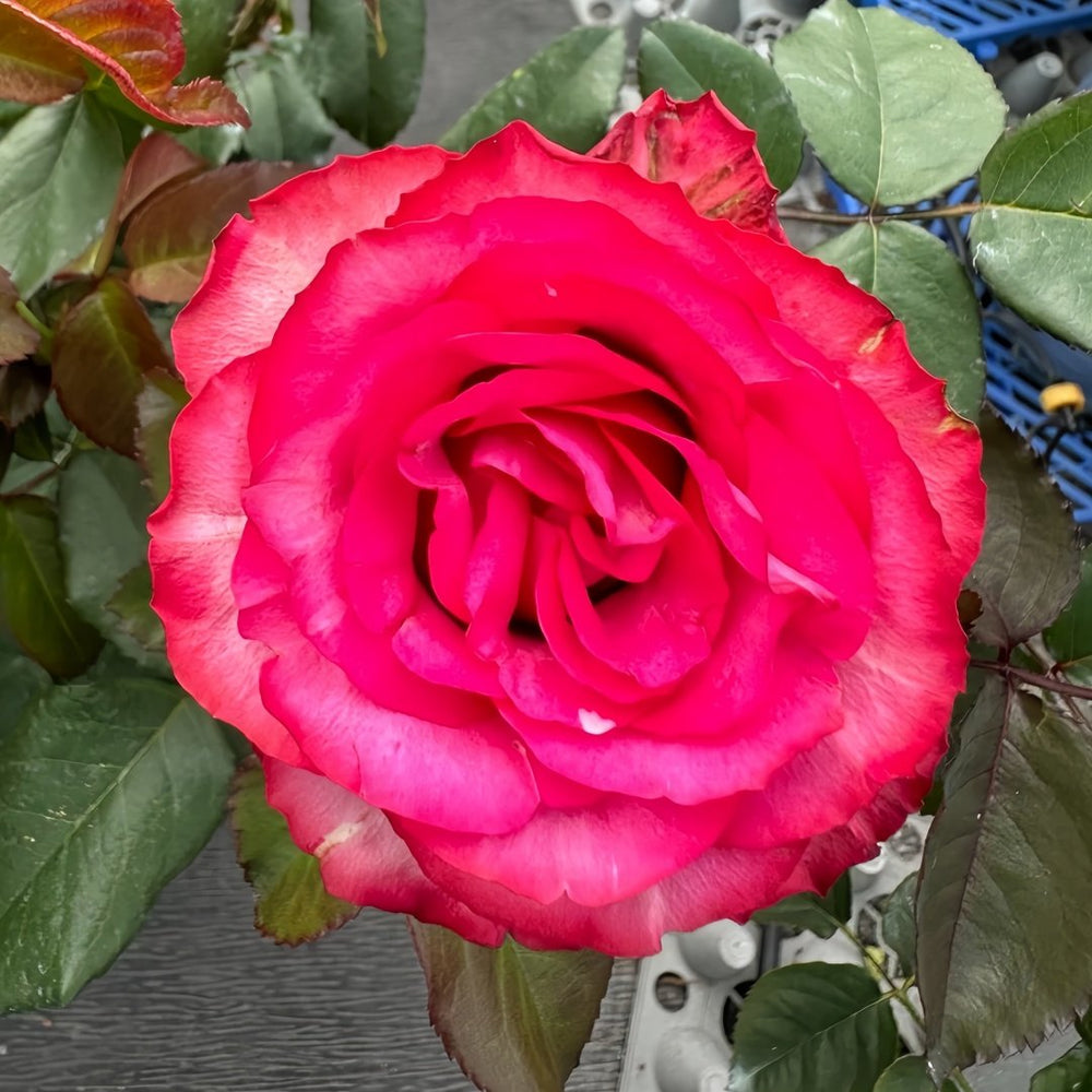 Lola Rose Plant|劳拉 image 2