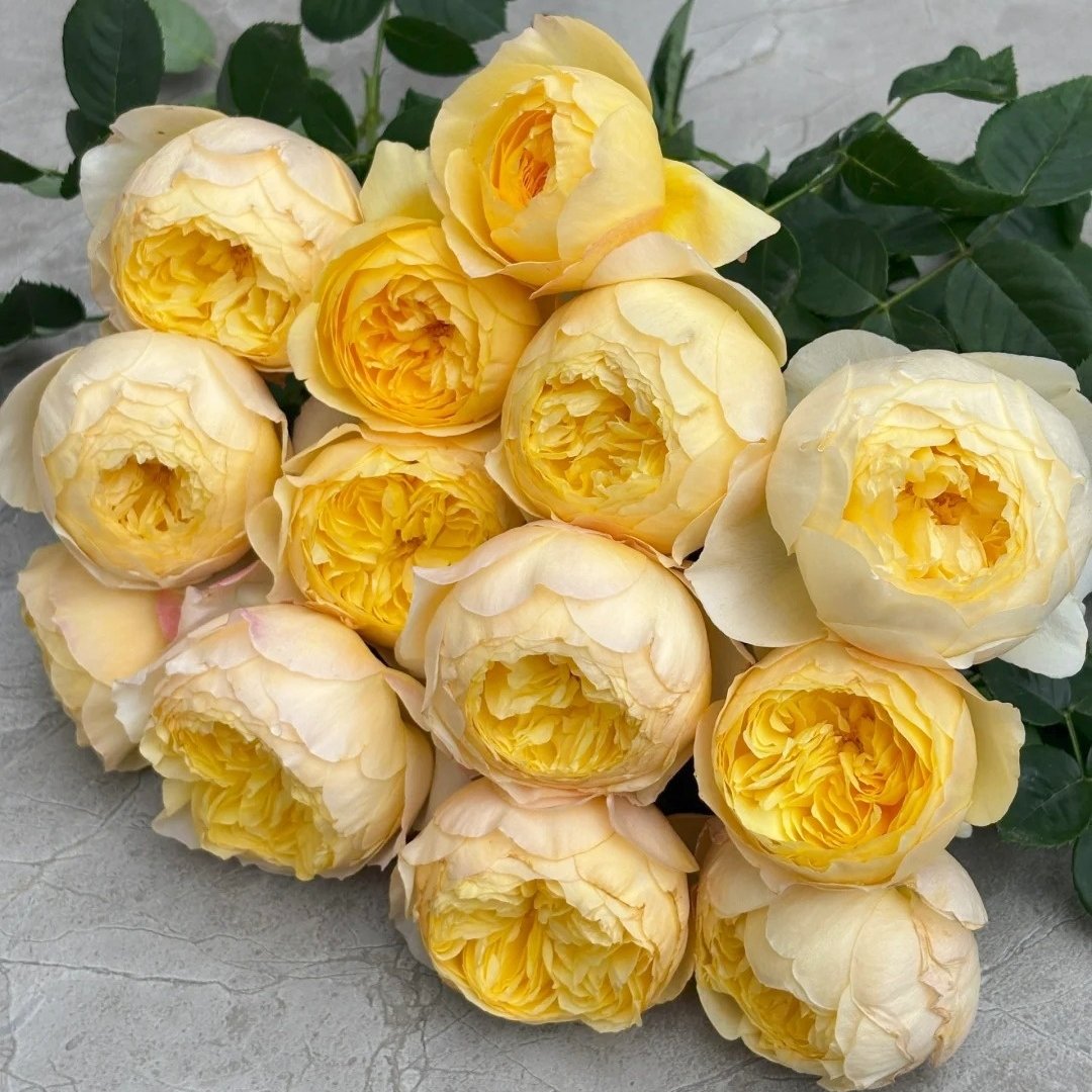 Bird Chirp Rose Plant|雀啾 image 8