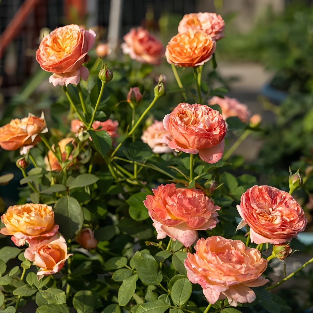Paul Klee Rose Plant|保罗克利 image 9